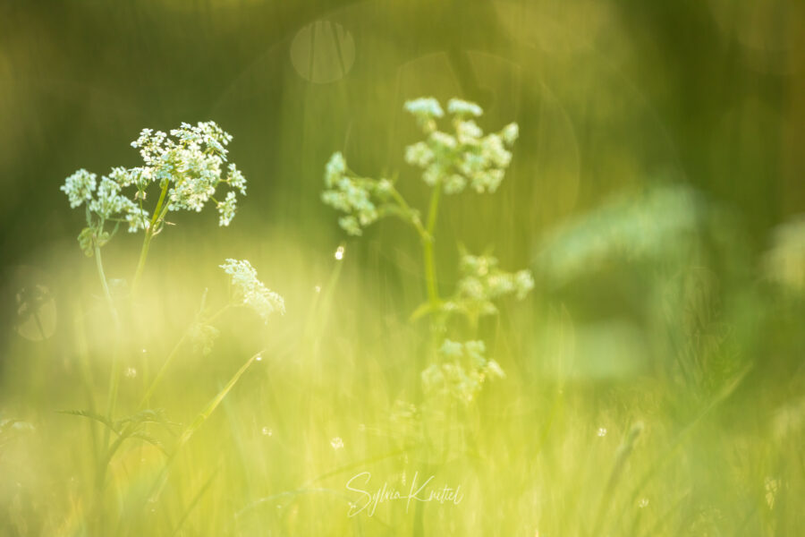 Anthriscus sylvestris, der Wiesenkerbel