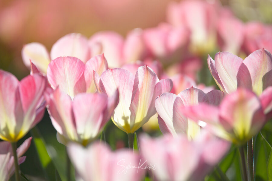 Tulipa fosteriana Flaming Purissima, Blumenzwiebel, Foto: Sylvia Knittel