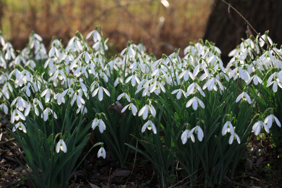 Schneeglöckchen Foto: Sylvia Knittel