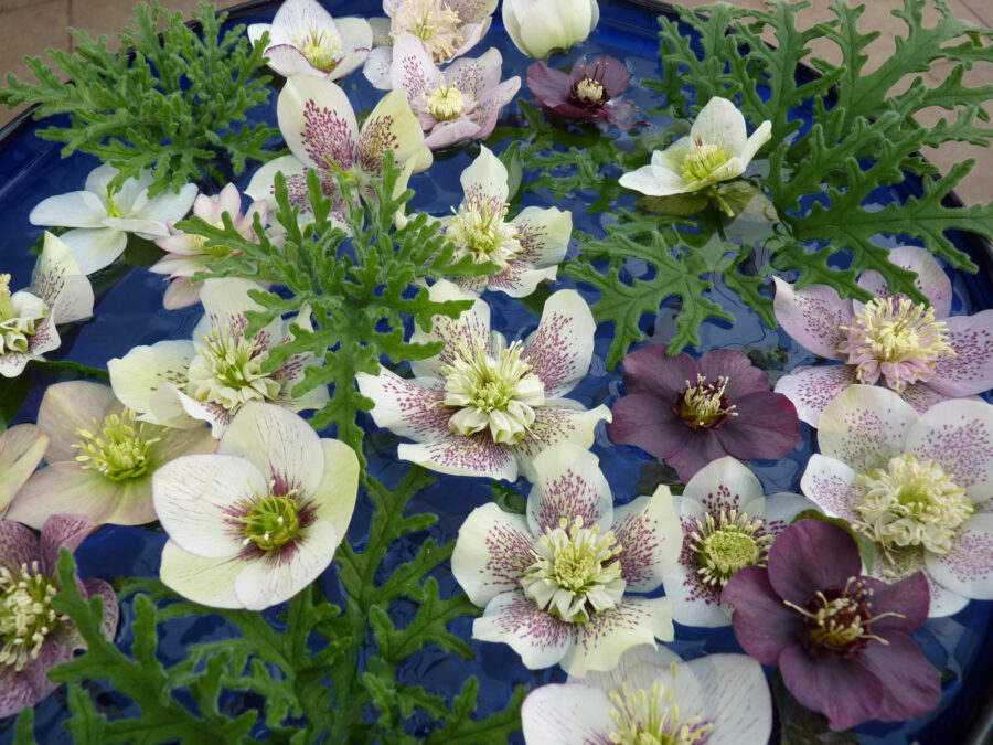 Helleborus, Foto: Susanne Peters