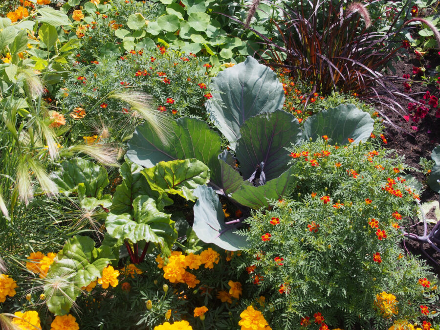Kohl, Gemüse im Staudenbeet