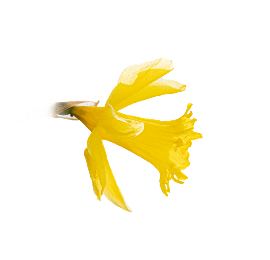 Narcissus - Referentinnen und Referenten – Garten, Pflanzen & Botanik