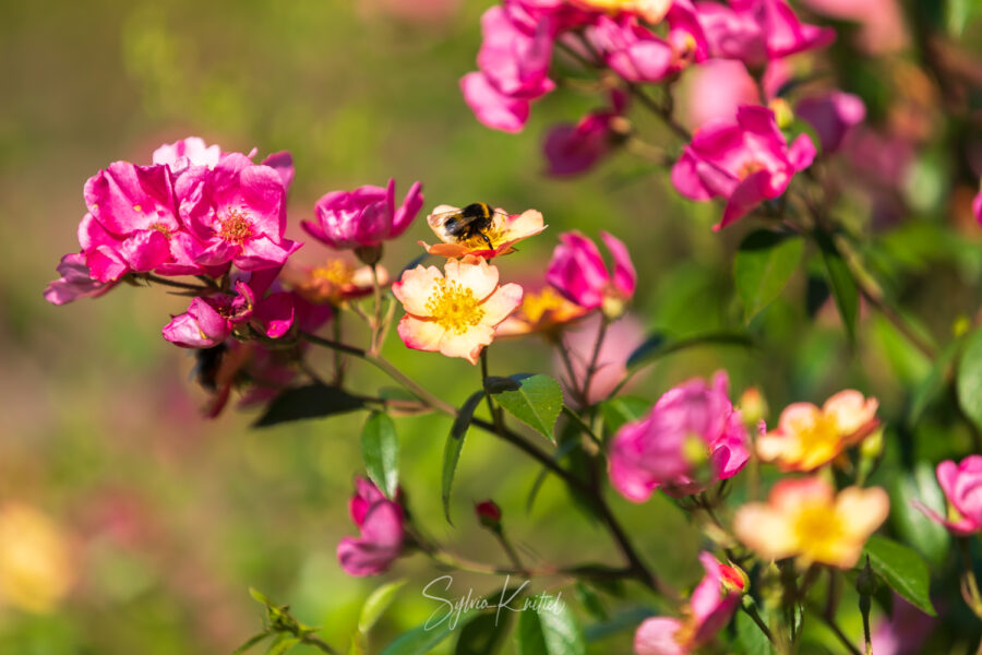 Rosa Plaisanterie, Foto: Sylvia Knittel