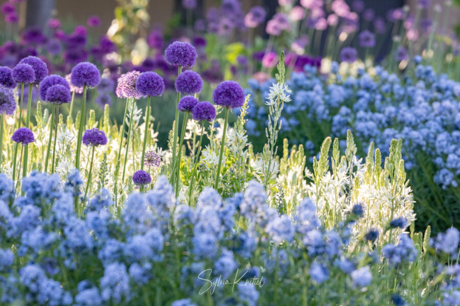 Allium und Camassia, Foto: Sylvia Knittel, Blumenzwiebel