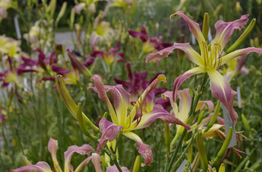 Hemerocallis Heron-Marked Blade , Taglilien, Foto: Marc King
