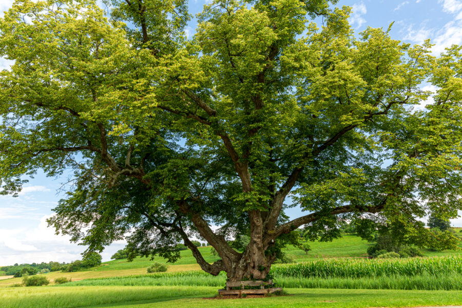 Linde, Baum, Foto: Sylvia Knittel
