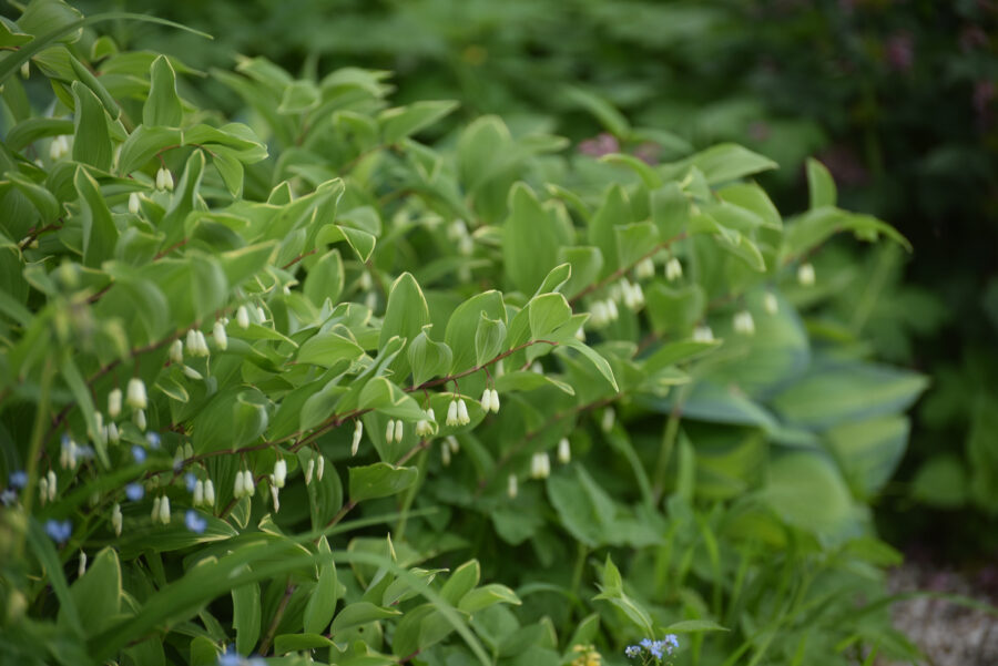 Foto: Katrin Lugerbauer, Schattenstauden