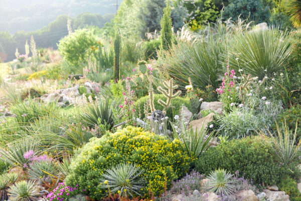 Der Wüstengarten Foto: Gerhard Gussmagg