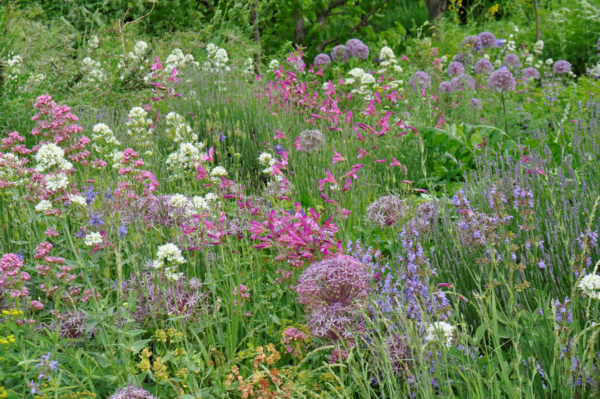 Foto: Cassian Schmidt, Klimawandeltaugliche Pflanzungen