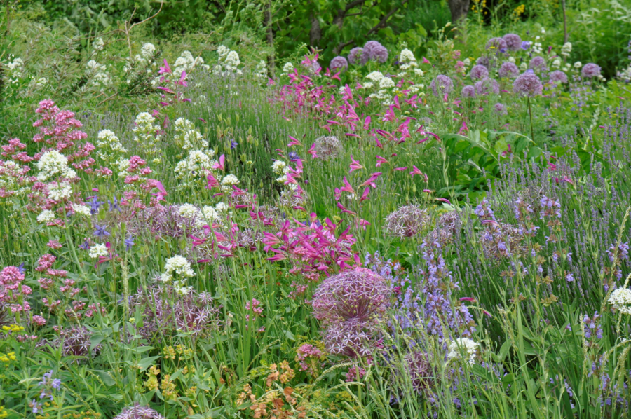 Foto: Cassian Schmidt, Klimawandeltaugliche Pflanzungen