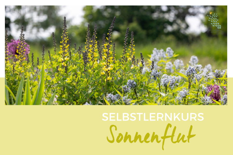 Sonnenflut Online Kurs Petra Pelz