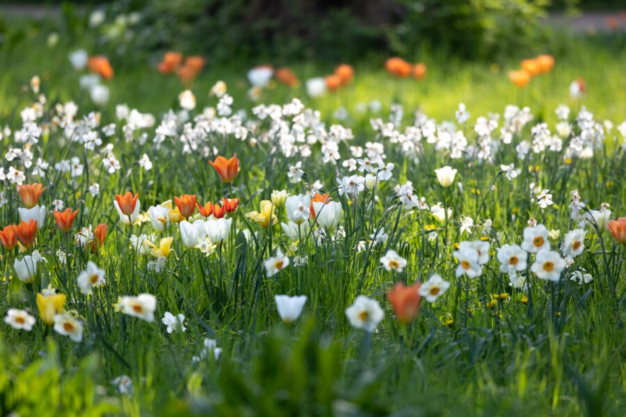 Als Wiese: Tulpen und Narzissen im Ebert-Park in Ludwigshafen. Gestaltung: Harald Sauer. Foto: Sylvia Knittel